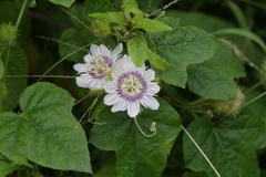 Passiflora foetida